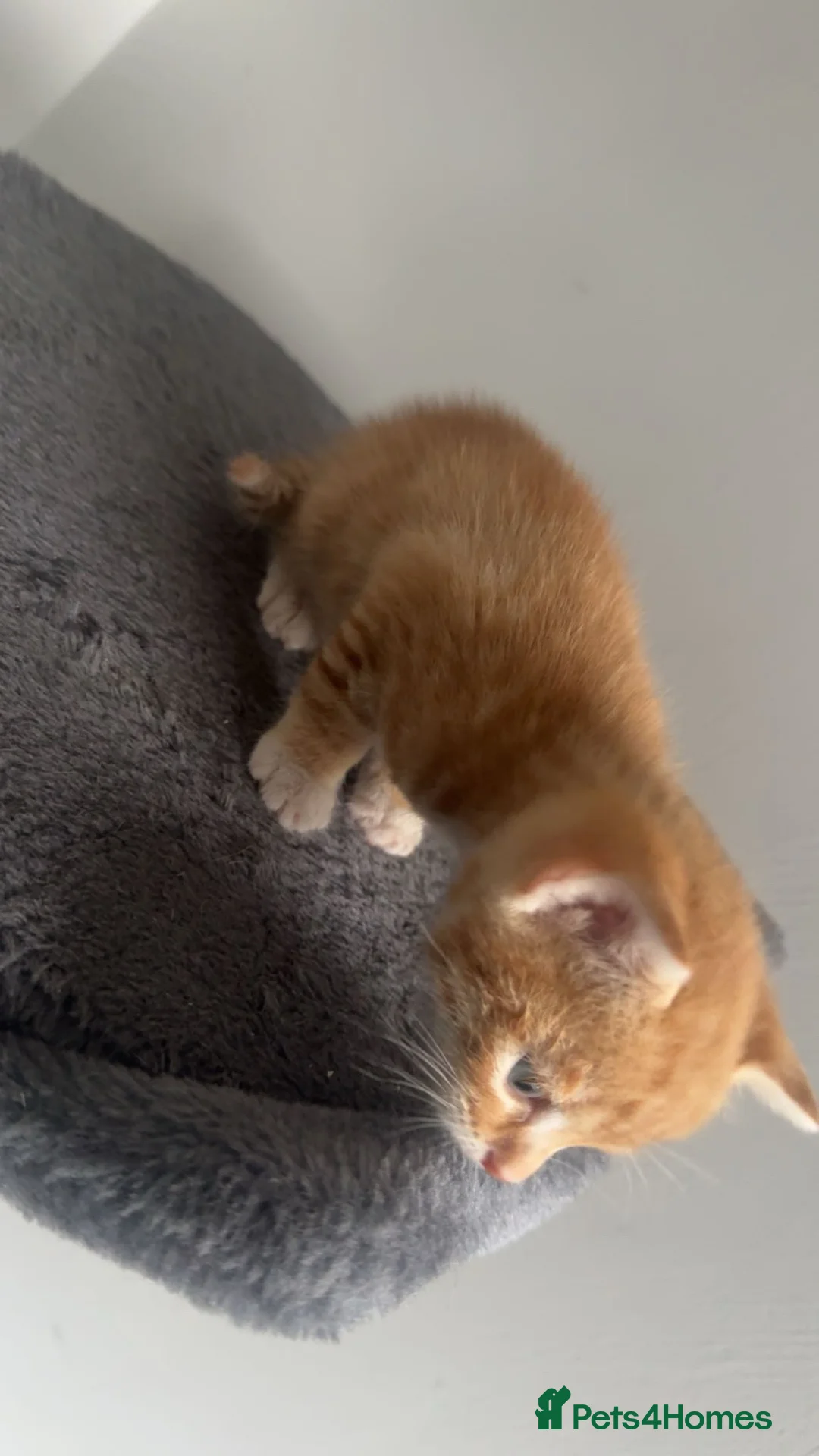 Mixed Breed cats for sale: 5 KITTENS TO LOVING HOMES - Advert 11