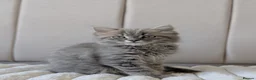 British Shorthair cats for sale: 🐾 Beautiful British Shorthair / Longhair Kittens  - Advert 18