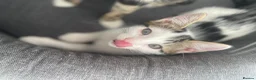 Mixed Breed cats for sale: cute kittens ready for a new home now  - Advert 9