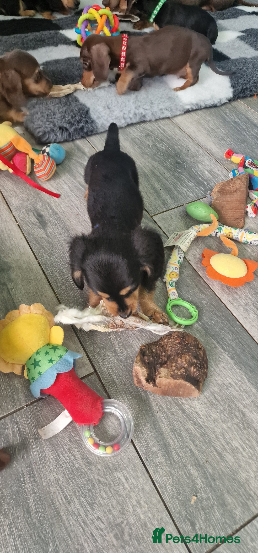 Miniature Dachshund dogs for sale: Miniature Dachshund puppies Longhaired & Smooth  - Image 24
