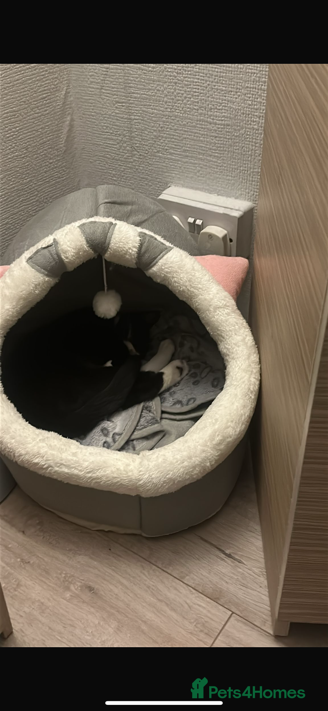 Mixed Breed cats for sale:  Sweet Kitten Looking for Home - Image 3