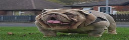 English Bulldog dogs for stud: Target man available for stud 🎯🎯 in Hyde - Advert 7