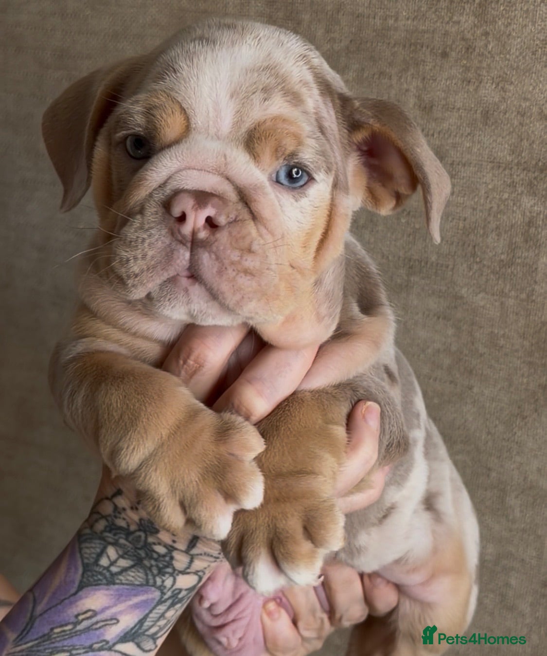 English Bulldog dogs 🏆 💙KC reg ENGLISH BULLDOG pup parents 🧬 🏅🏆 - Advert 9