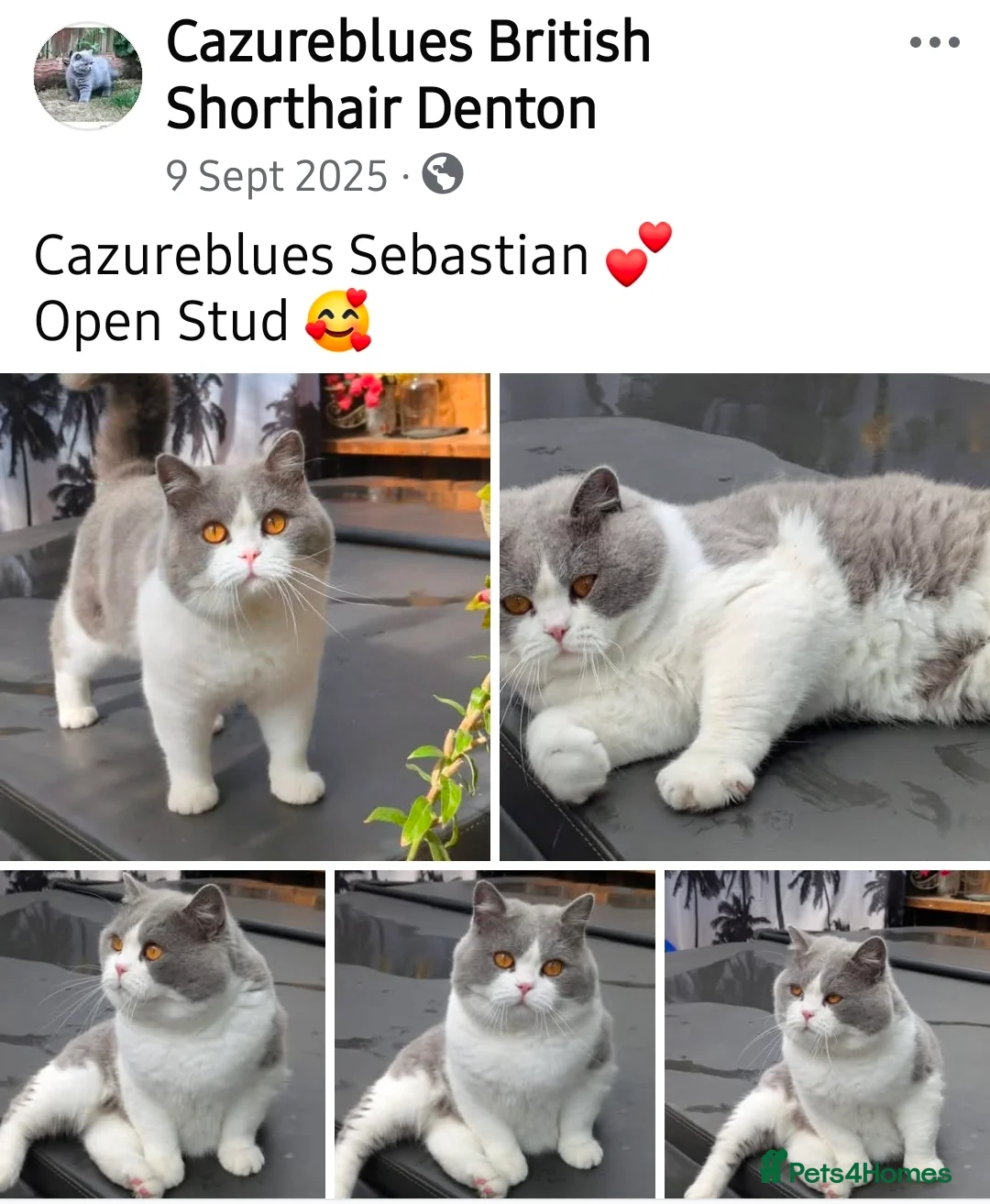 British Shorthair cats for stud: Gccf Studs Blues Lilac, Blue Bi, Cream bi Bi in Manchester - Advert 31