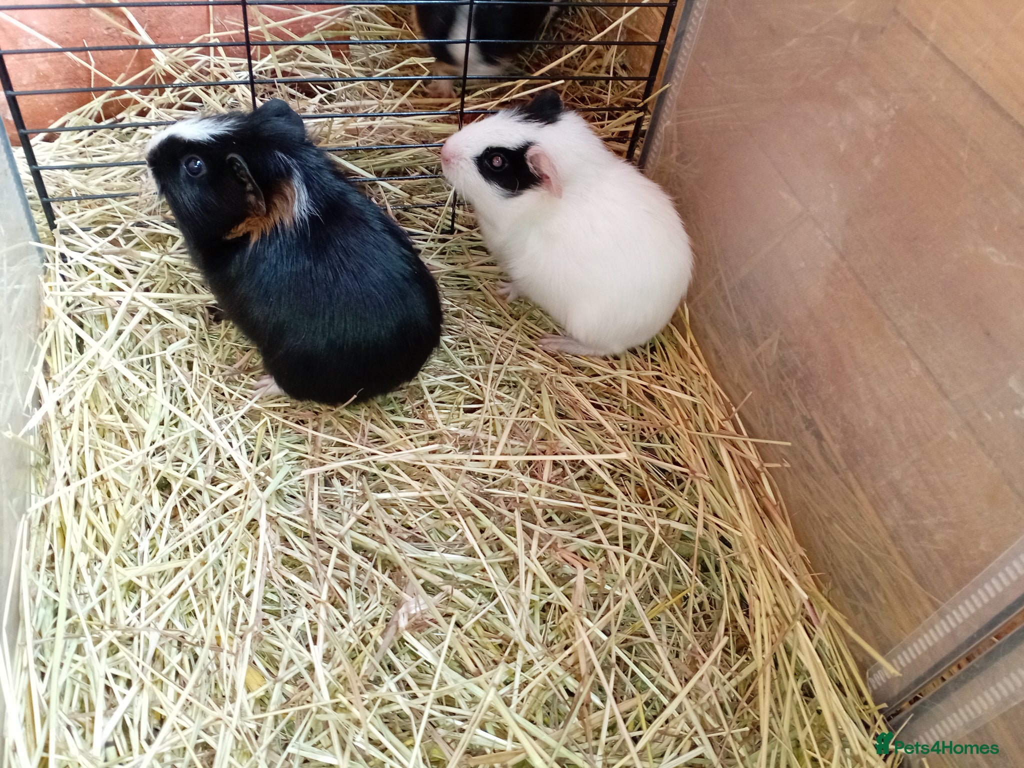 Guinea Pig rodents 8 week old guinea pigs - Advert 2