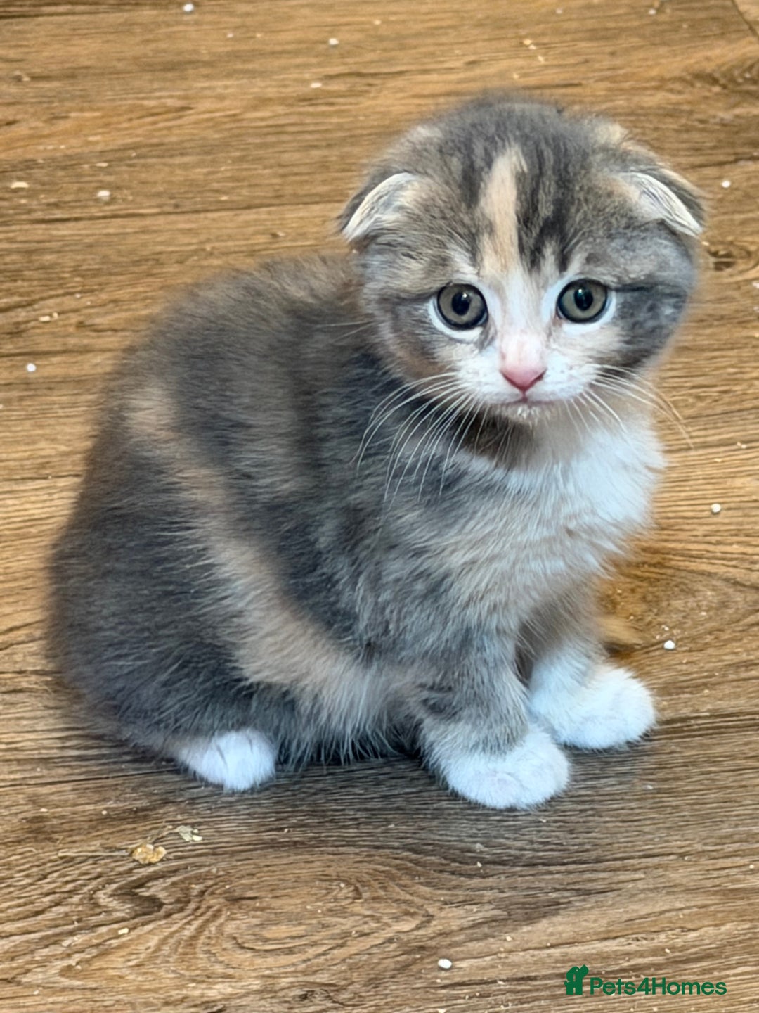 Mixed Breed cats for sale: Fold x Maine coon girls - Advert 12