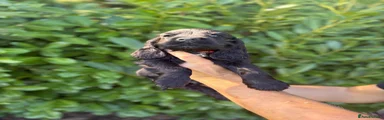 Cocker Spaniel 3