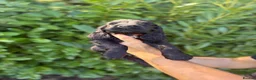 Cocker Spaniel dogs for sale: Beautiful 6 black cocker spaniel!  - Advert 9