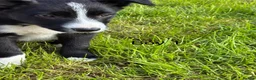 Border Collie dogs for sale: Beautiful Border Collie Puppies in Llanwrda - Advert 5