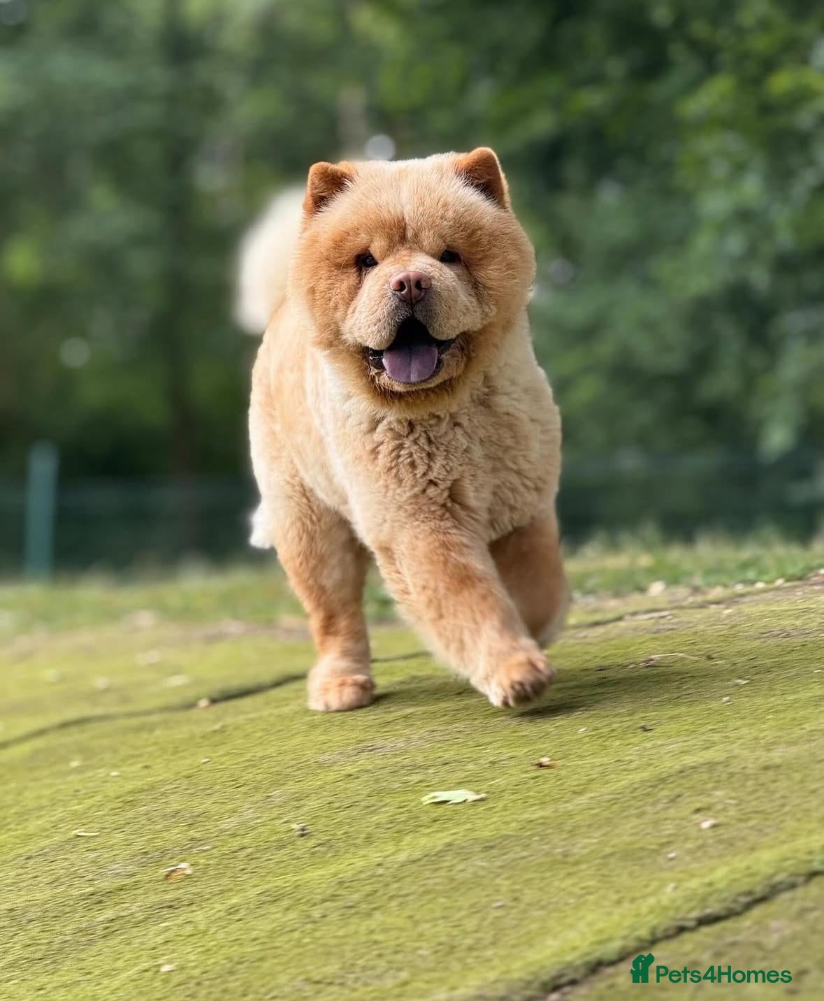 Chow Chow dogs The most lovely Chow Chow for Stud - Advert 24