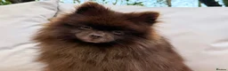 Pomeranian dogs for stud: CHAMPION PEDIGREE KC CHOCOLATE STUD  - Advert 4