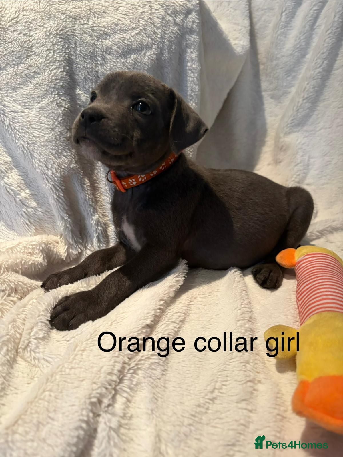 Staffordshire Bull Terrier dogs Blue Staffy Puppies - Advert 1