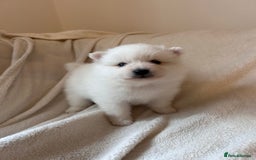 Pomeranian dogs for sale: Pomeranian puppies - Image 2