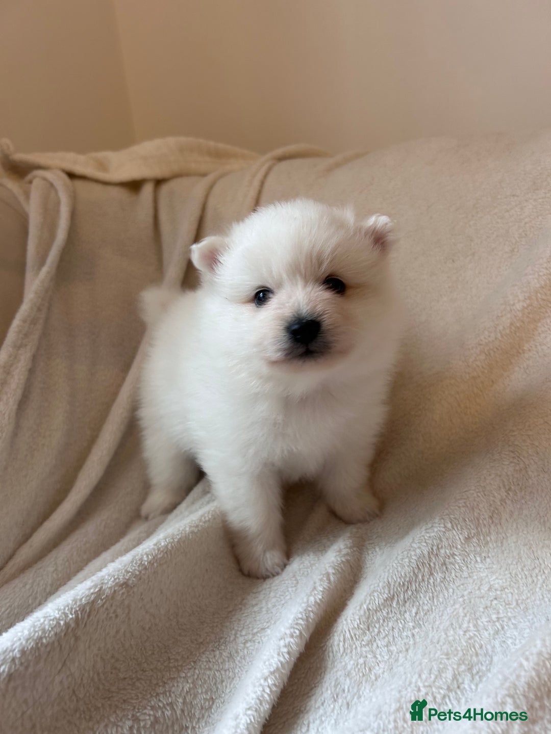 Pomeranian dogs for sale: Pomeranian puppies - Image 2