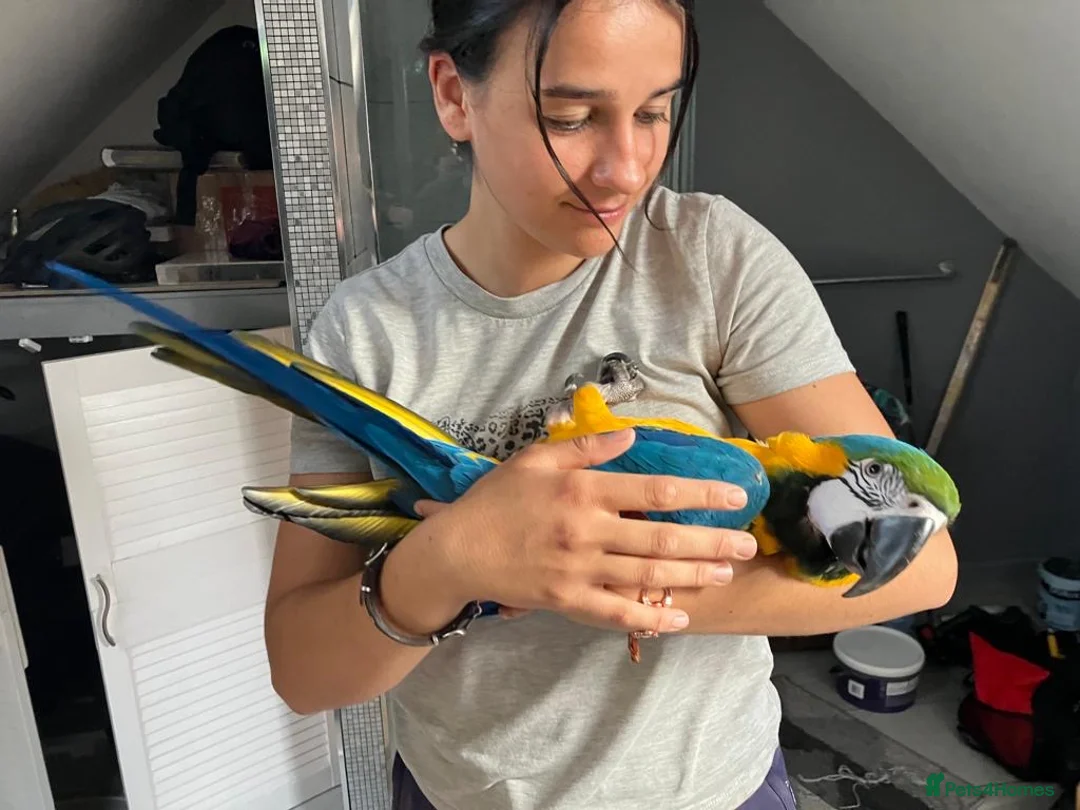 Macaws birds for sale: Stunning & funny Macaw - Advert 9