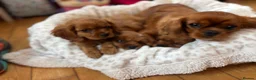 Cavalier King Charles Spaniel dogs for sale: Cavalier King Charles  - Advert 10