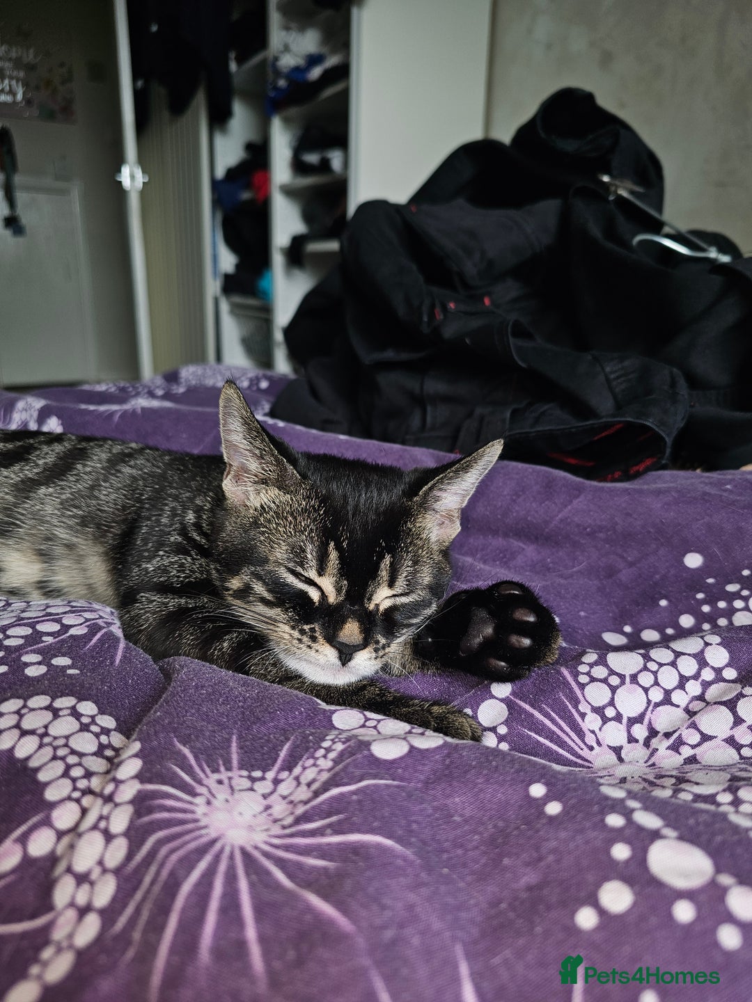 Bengal cats for sale: Bengal cross f kitten almost 6 months old - Image 4