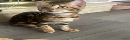 Bengal cats for sale: Female Bengal kittens  - Advert 1