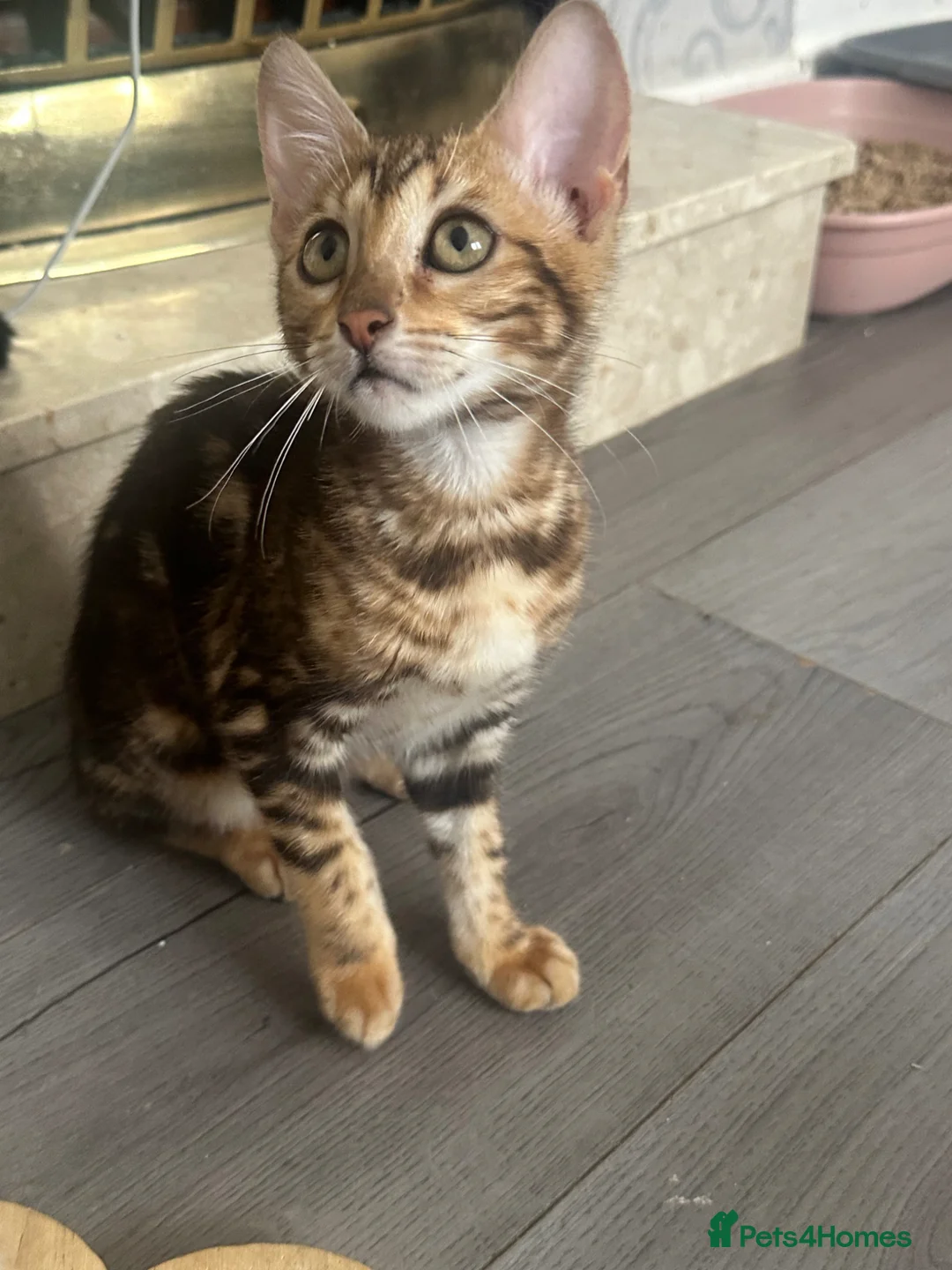 Bengal cats for sale: Female Bengal kittens  - Advert 1