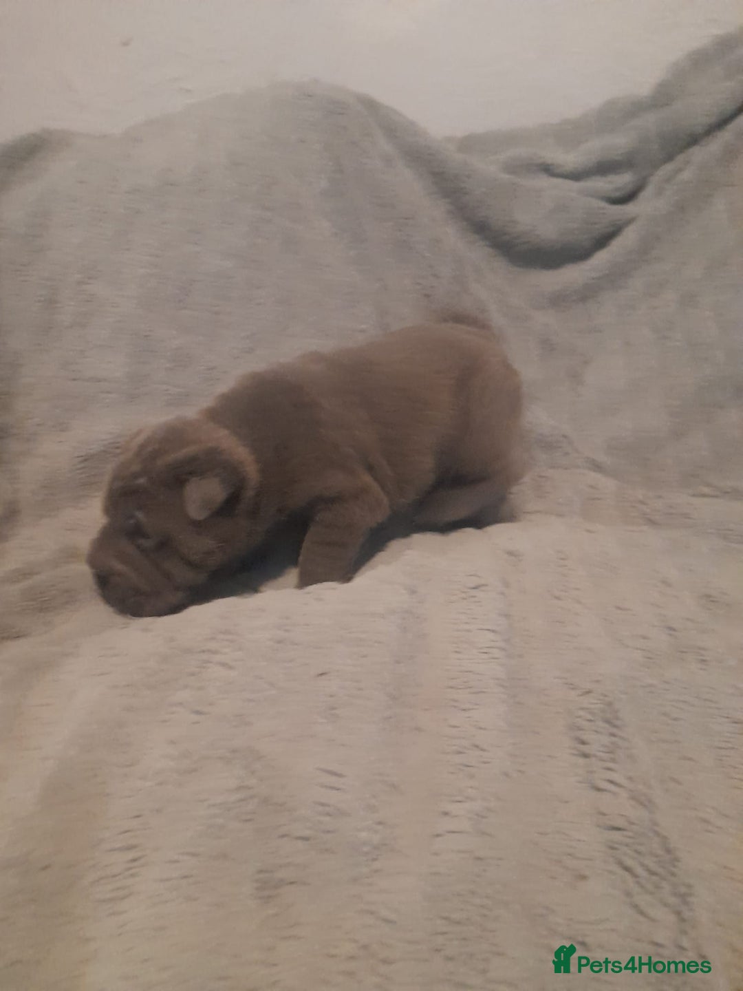 Shar Pei dogs for sale: Beautiful shar-pai pups  - Advert 11