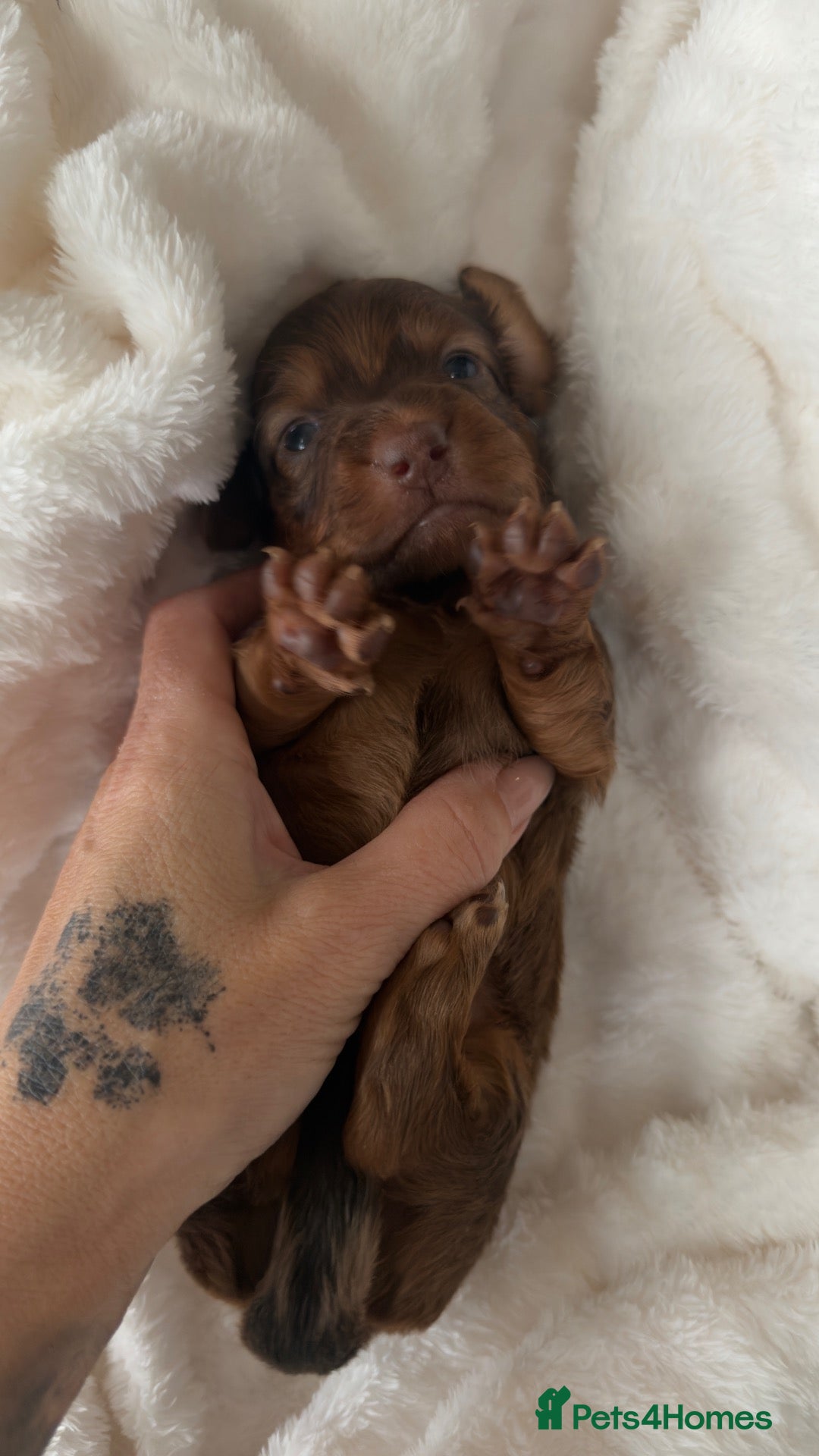 Miniature Dachshund dogs for sale: Miniature longhaired dachshund ONLY ONE LEFT - Advert 21