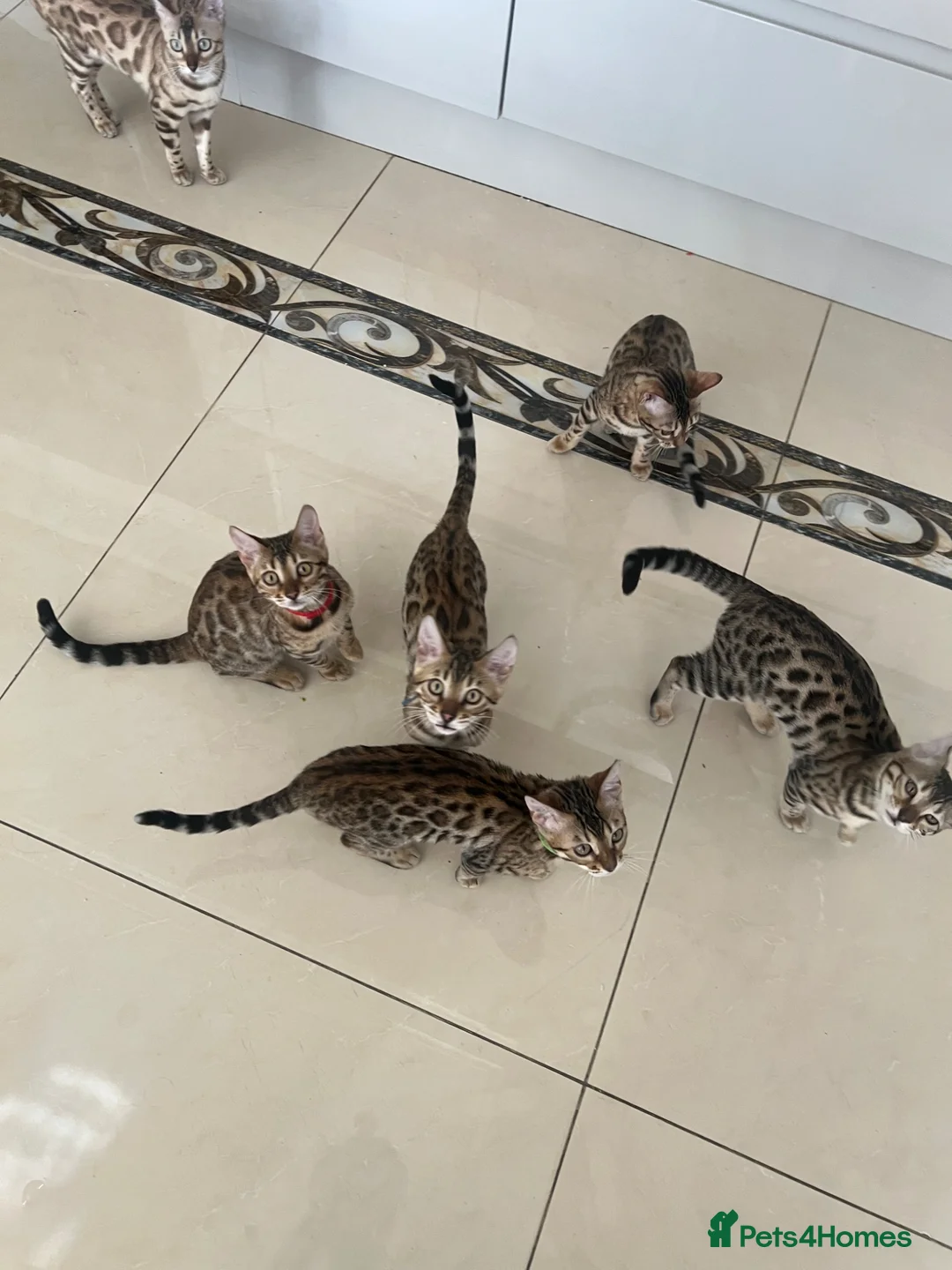 Bengal cats for sale: Stunning bengal cats in Chigwell - Advert 2