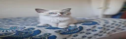 Ragdoll cats for sale: 2 males and 1 female Ragdoll kittens  - Advert 13