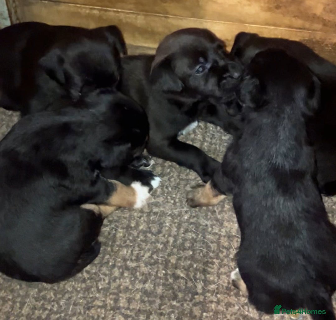 Patterjack dogs for sale: 2 little boys left for sale beautiful puppies - Image 4