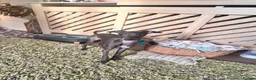 Italian Greyhound dogs for sale: Beautiful Italian Greyhound KC Puppy female  - Advert 11