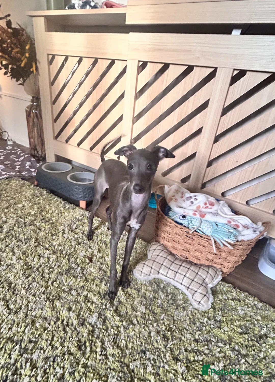 Italian Greyhound dogs for sale: Beautiful Italian Greyhound KC Puppy female  - Advert 11