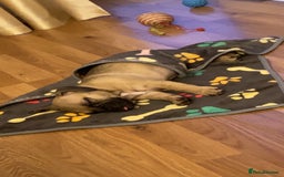 Mixed Breed dogs for sale: Frenchbulldog crossed pug and American bulldog  - Image 7