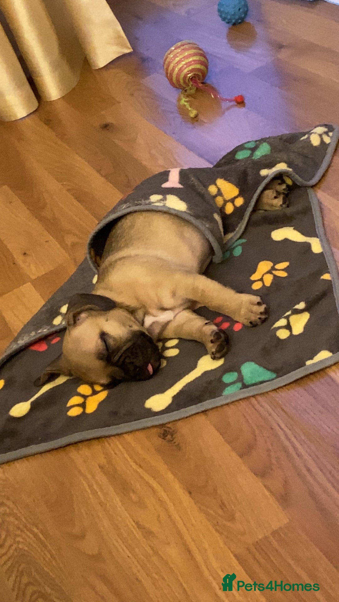 Mixed Breed dogs for sale: Frenchbulldog crossed pug and American bulldog  - Image 7