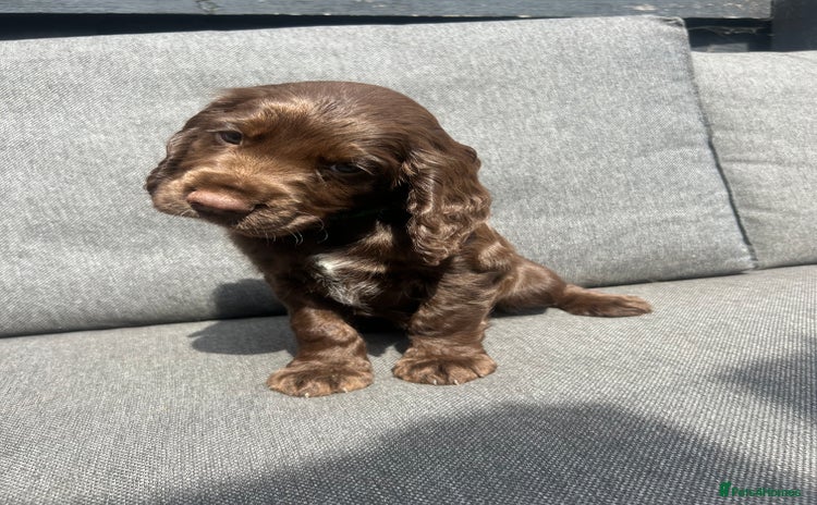 Cocker Spaniel dogs in Doncaster - Advert 4