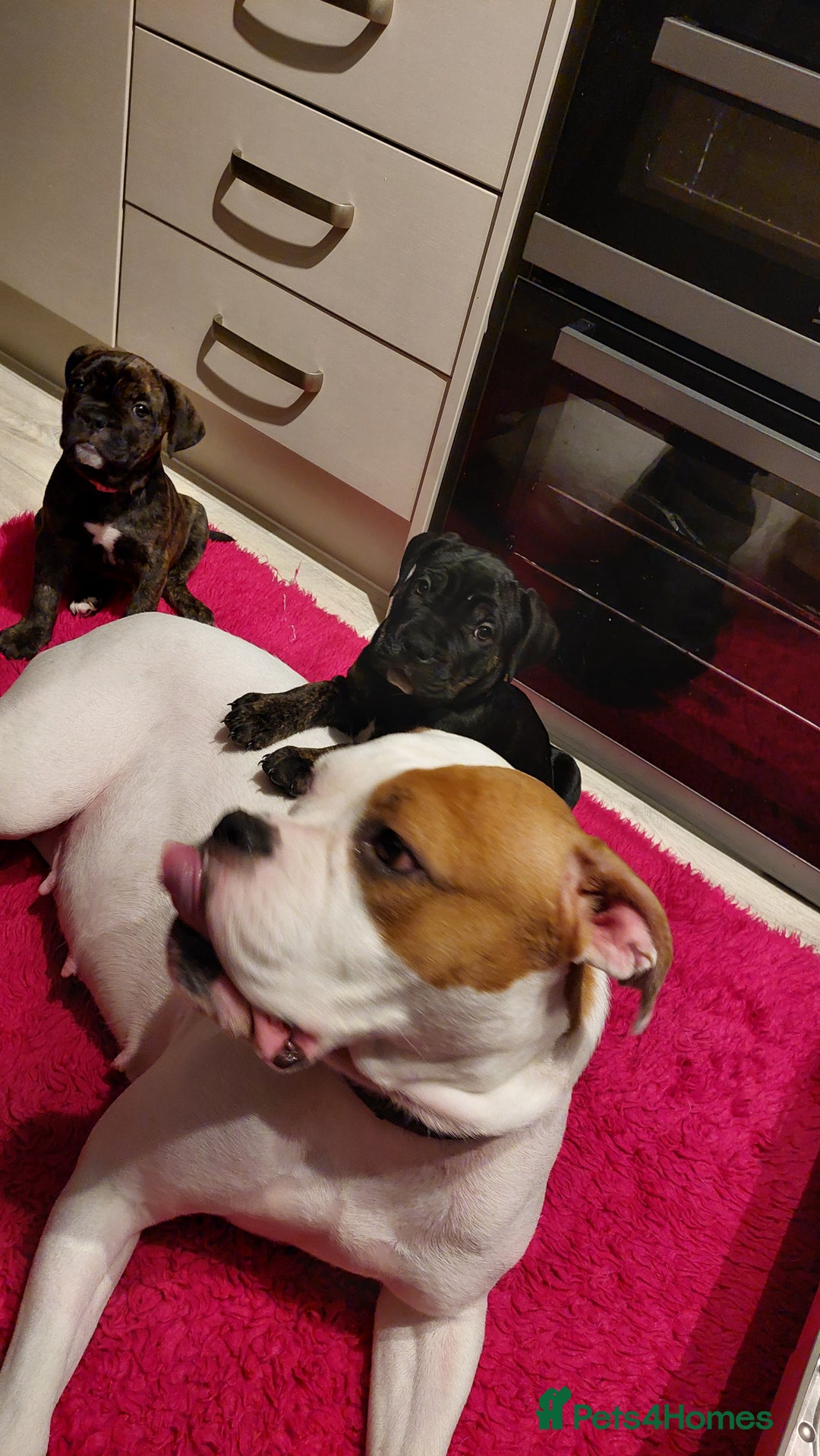 Mixed Breed dogs for sale: Cane Corso cross American bulldog puppy - Advert 15