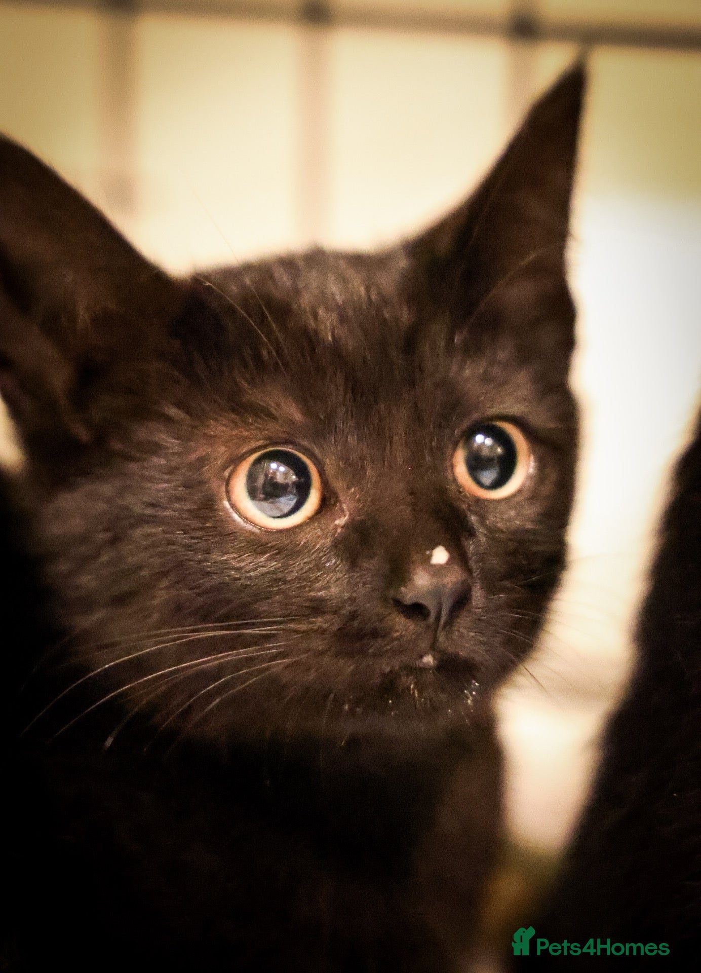 Domestic Shorthair cats Lovely black kittens available - Advert 1