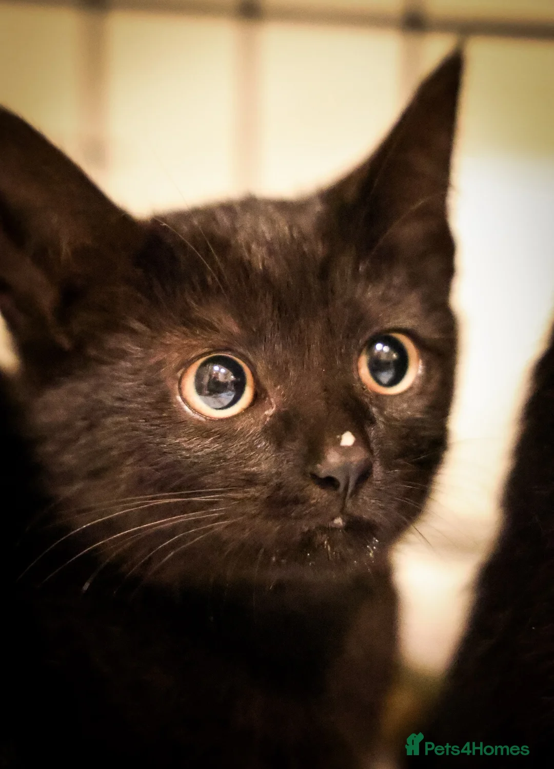 Domestic Shorthair cats for sale: Lovely black kittens available - Advert 1