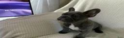 French Bulldog dogs for sale: KC registered adorable french bulldog boy  - Advert 14