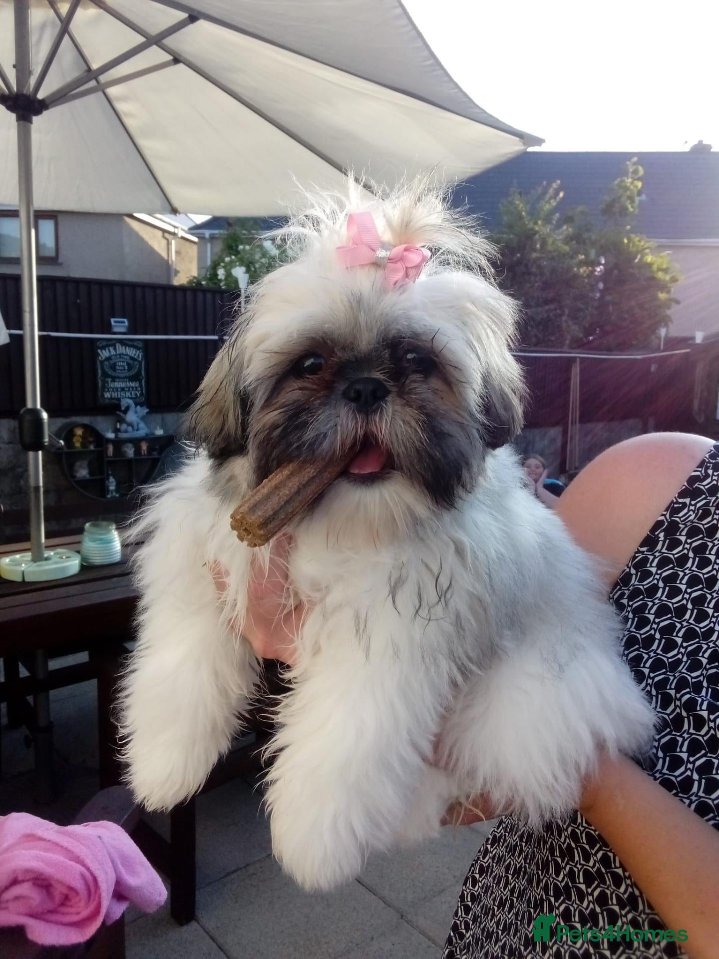 Shih Tzu dogs Female shih tzu 6 months old - Advert 1