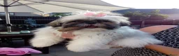 Shih Tzu dogs for sale: Female shih tzu 6 months old - Advert 1