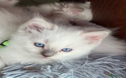 Ragdoll cats for sale: Pure ragdoll mitted blue/seal tortie kittens - Advert 10
