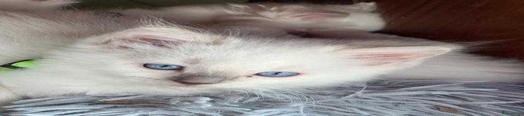 Blue mitted girl just like her mum