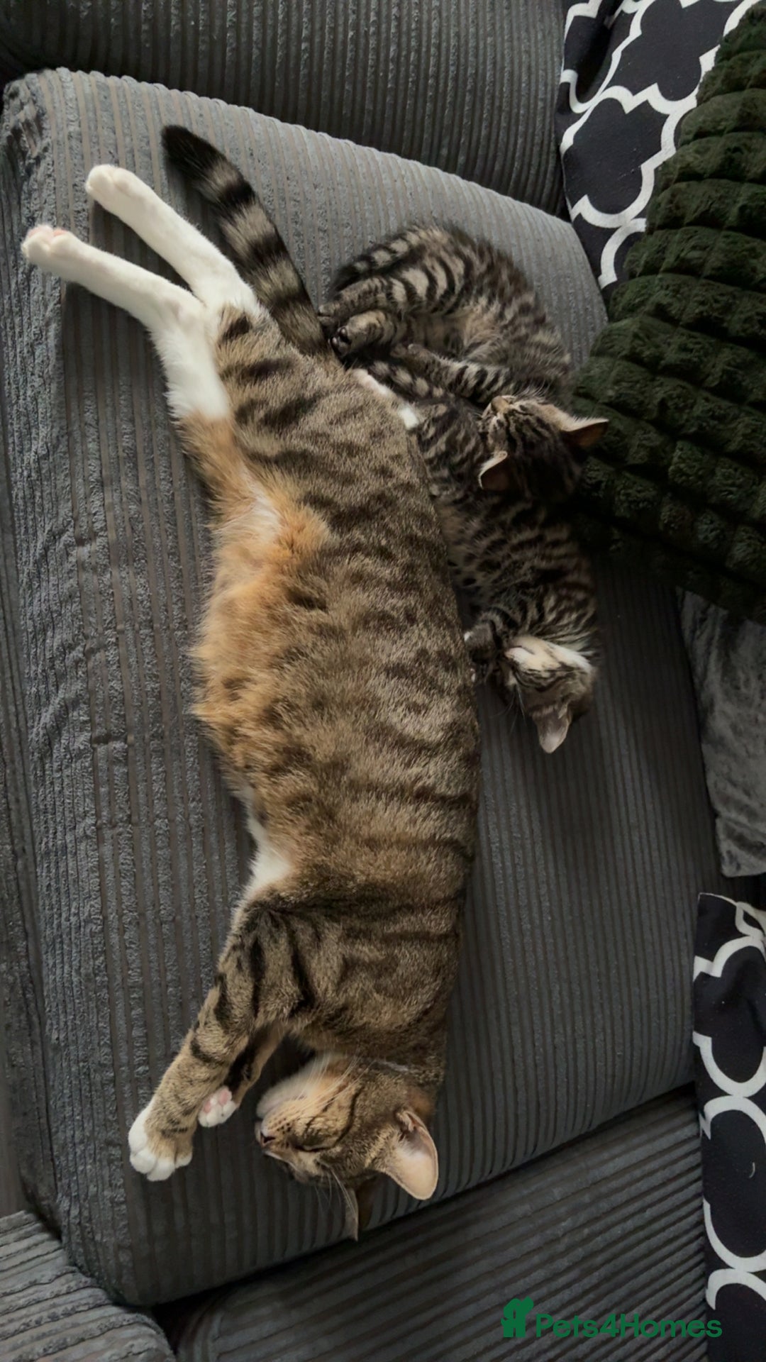 Mixed Breed cats for sale: Nala  - Image 5