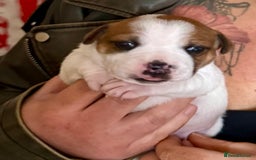 Staffordshire Bull Terrier dogs for sale: The Most Beautiful Staffy Puppies - Image 8