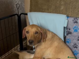 Labrador Retriever dogs for sale: Stunning Labrador pedigree puppies - Advert 1