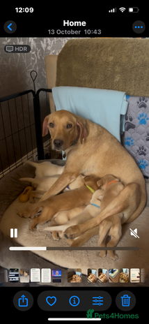 Labrador Retriever dogs Stunning Labrador pedigree puppies - Advert 7