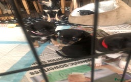 Chihuahua dogs for sale: Adorable black and tan chihuahua puppies  - Image 19