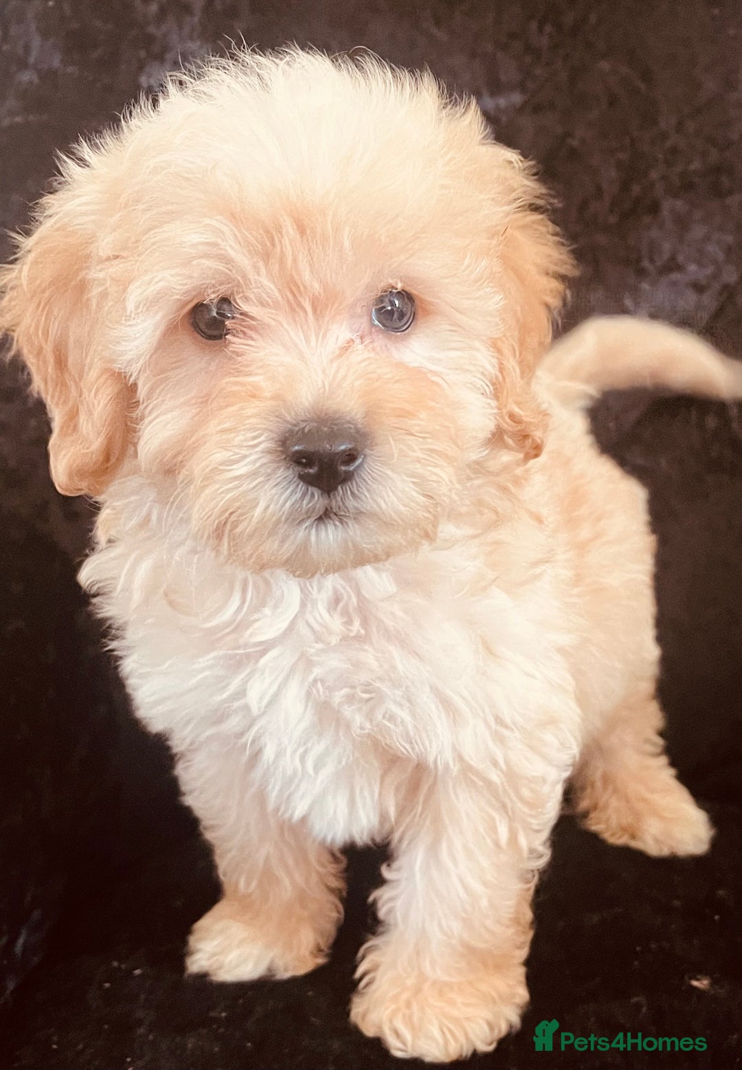 Goldendoodle dogs for sale: Adorable Golden Doodle F1B Miniature Boy  - Image 5