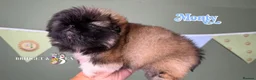 Pekingese dogs for sale: 💙OUTSTANDING QUALITY BOY 💙 champion lines in Gateshead - Advert 11