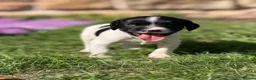 English Springer Spaniel dogs for sale: B/W PLAYFUL LITTER SPRINGER SPANIELS,HEALTH TESTED - Advert 10