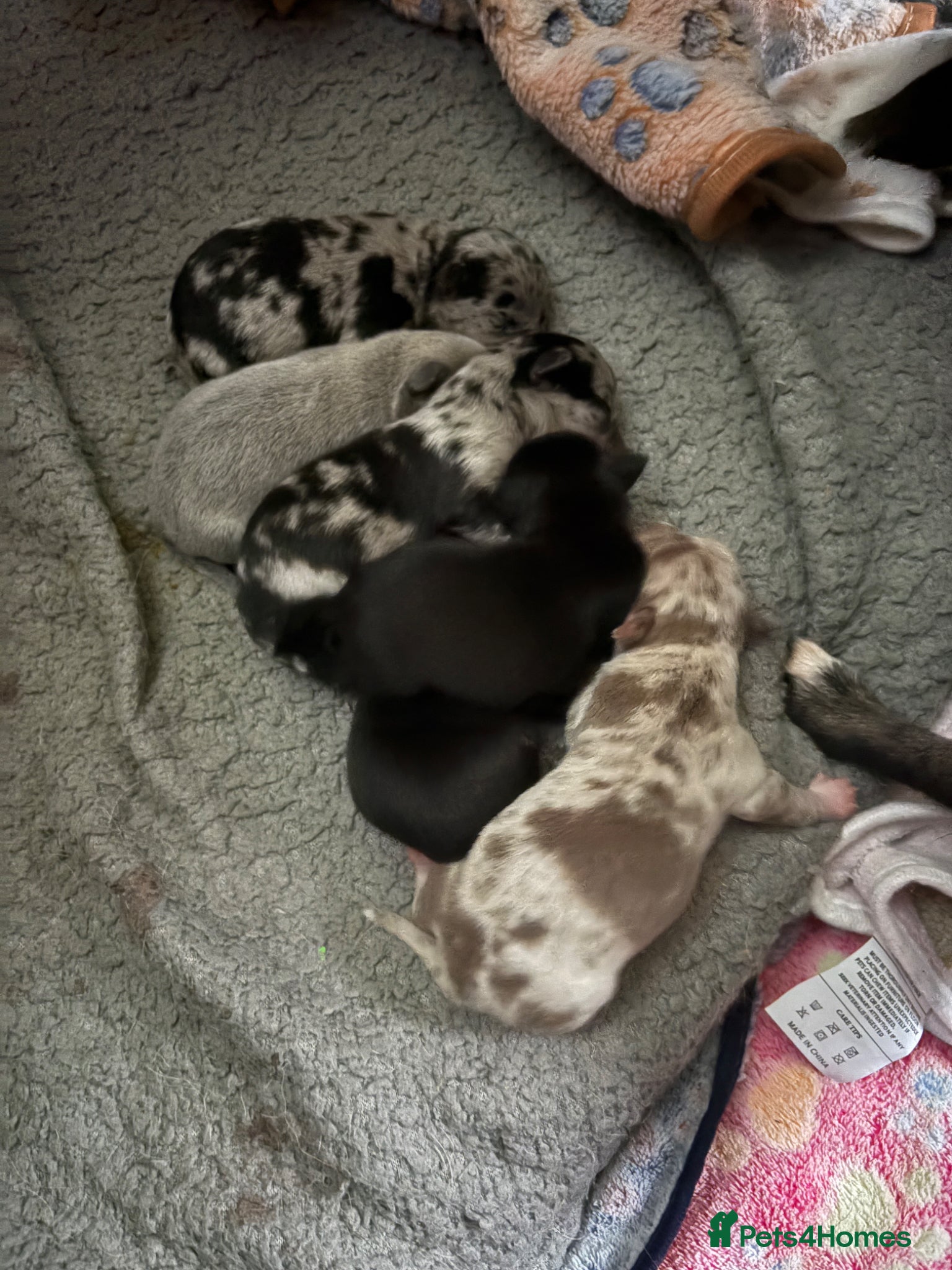 Chihuahua dogs 🐾 Stunning Chihuahua Puppies Available 🐾 - Advert 7
